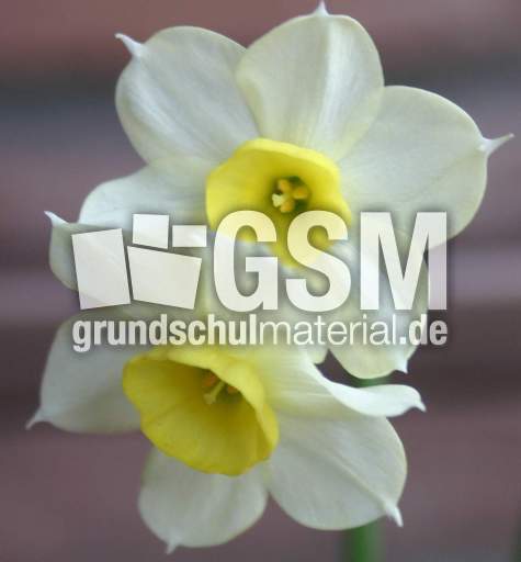 Narzissen-weiss-gelb.jpg
